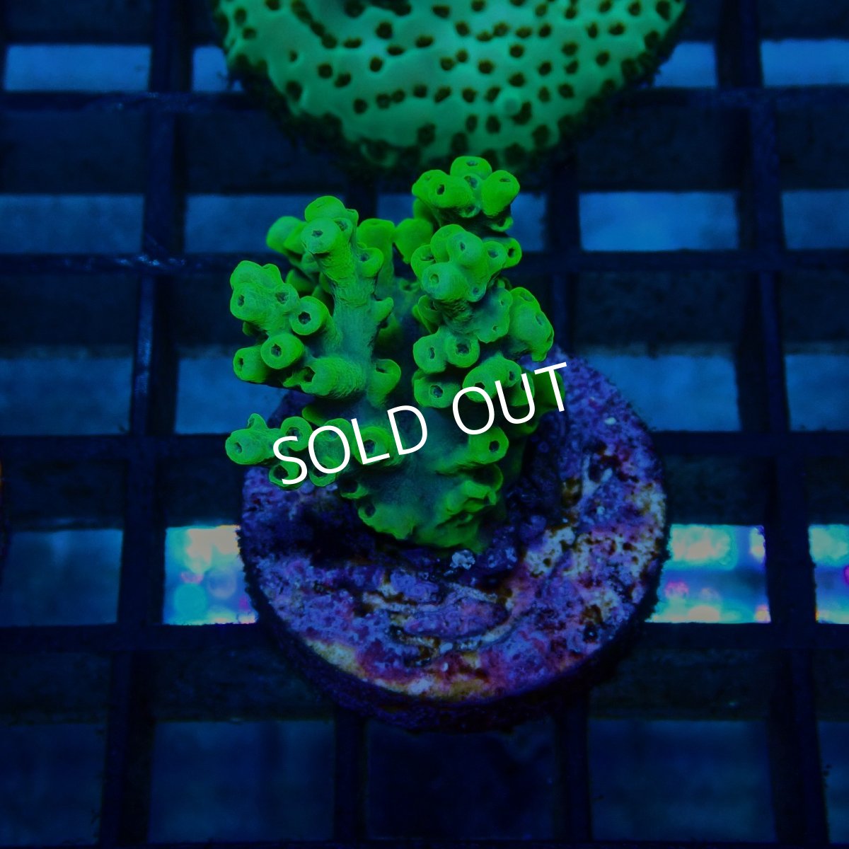 画像2: CE Acro Aculeus Crystal No.2 (2)