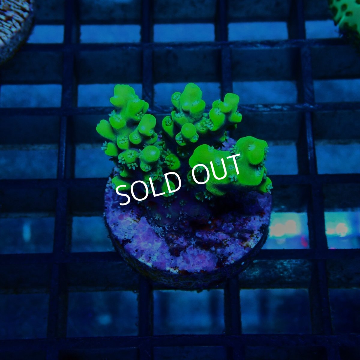 画像1: CE Acro Aculeus Crystal No.1 (1)