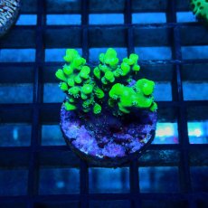 画像1: CE Acro Aculeus Crystal No.1 (1)