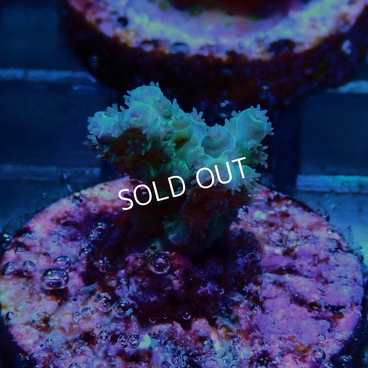 画像2: CE Acro Pearl Ghost No.2 (2)