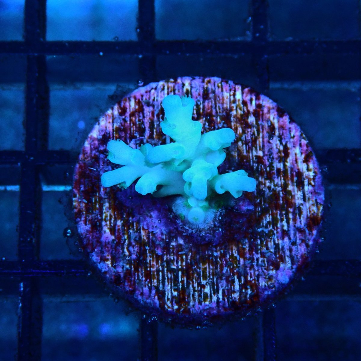 画像1: CE Acro Echinata No.2 (1)