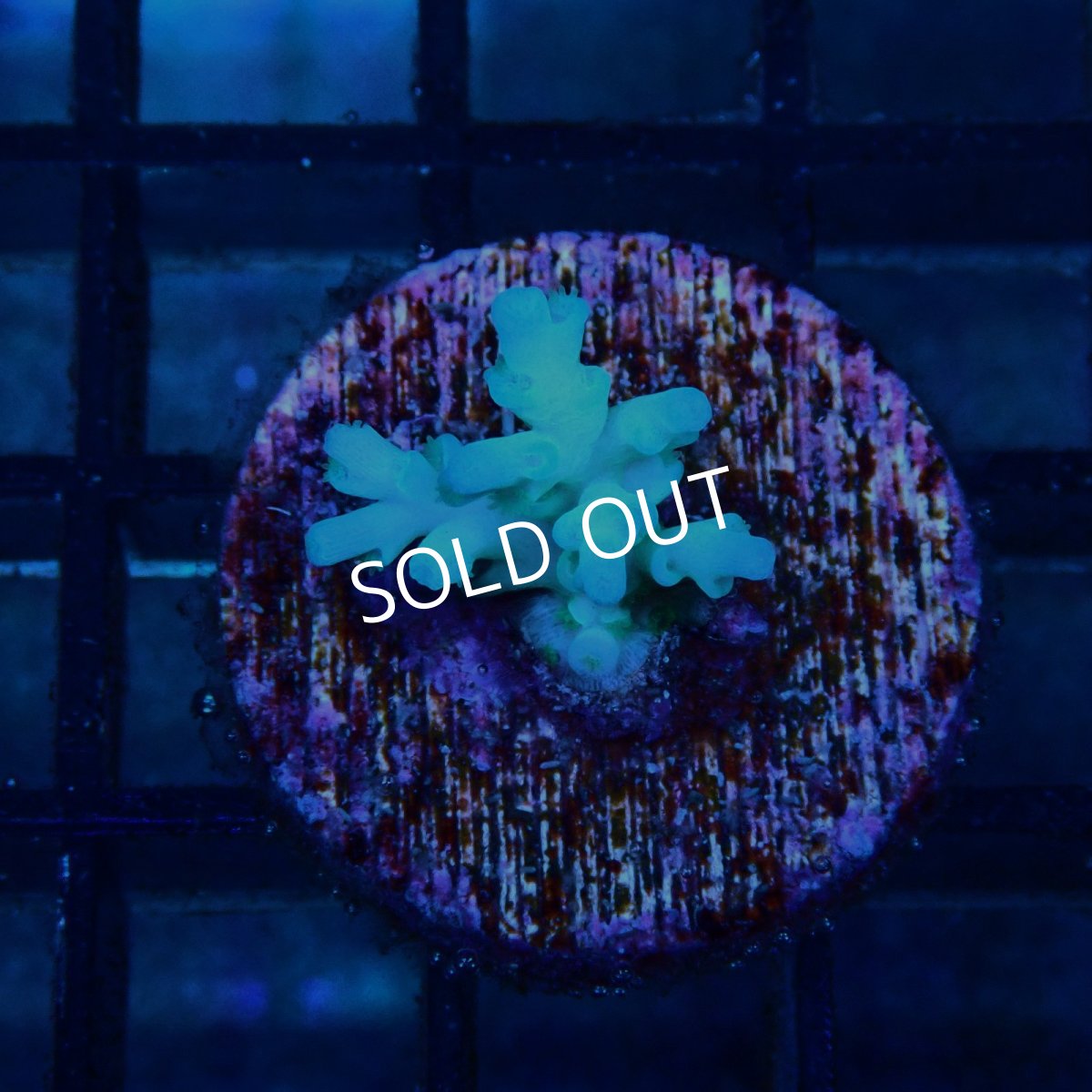 画像1: CE Acro Echinata No.2 (1)