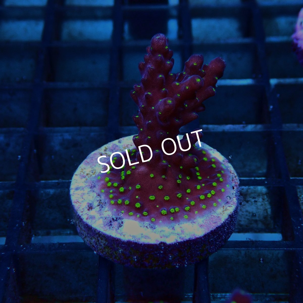 画像1: CE Acro Nana Purple (1)