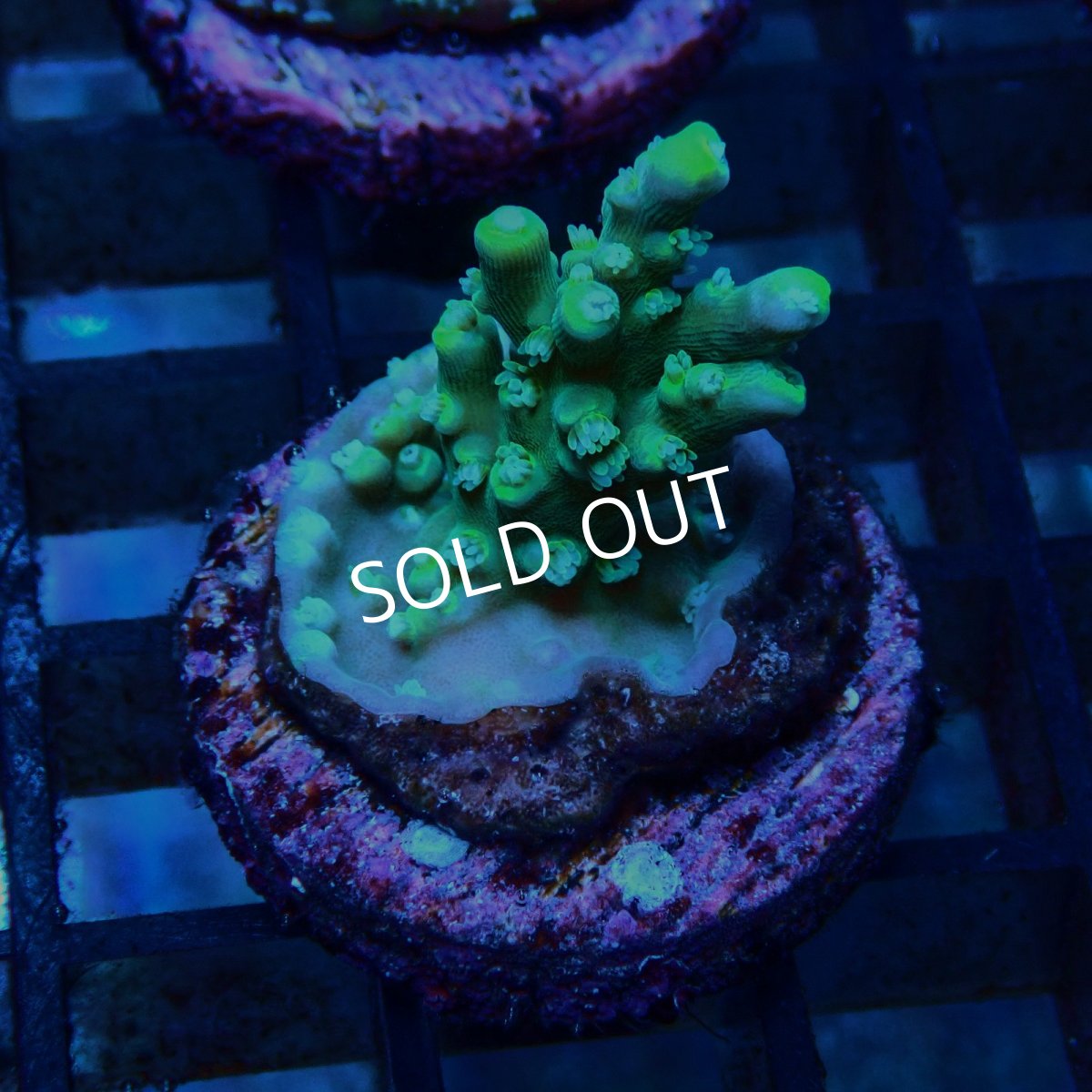 画像2: CE Acro Stink face No.2 (2)