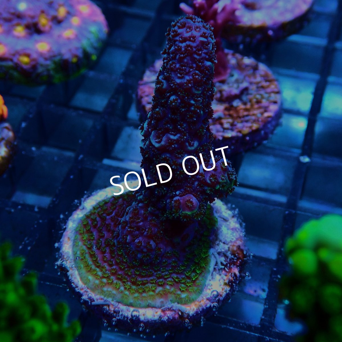 画像2: CE Acro Pink Spathulata No.2 (2)