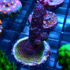 画像2: CE Acro Pink Spathulata No.2 (2)