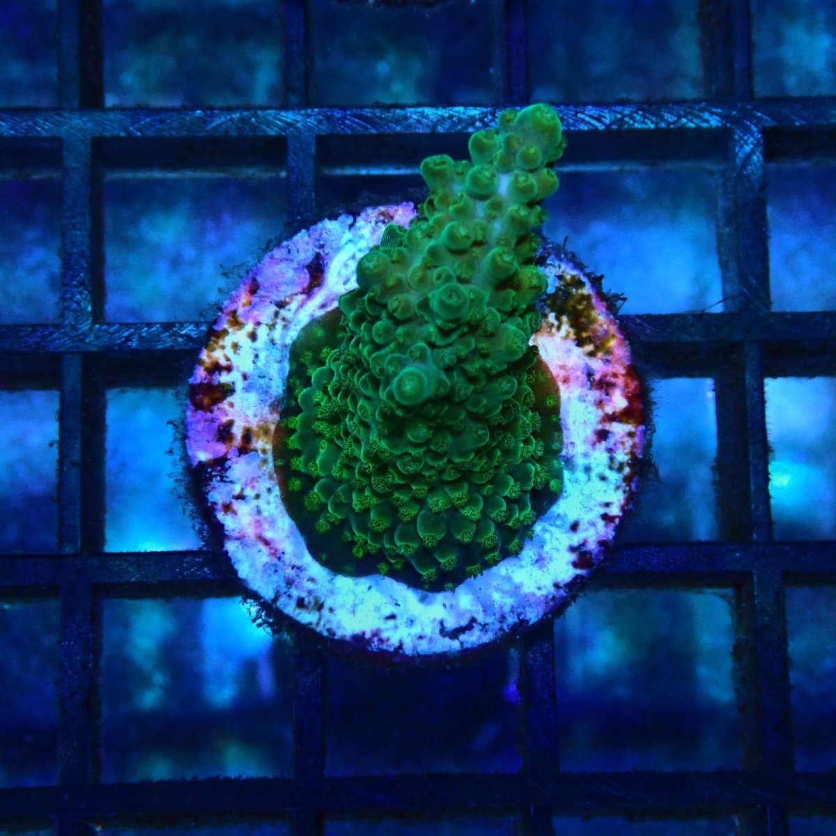 画像1: CE Acro Green Purple Meanie No.1 (1)