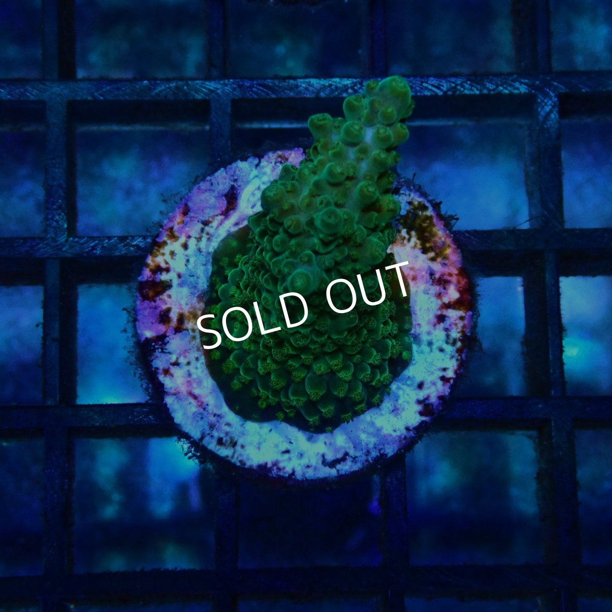 画像1: CE Acro Green Purple Meanie No.1 (1)