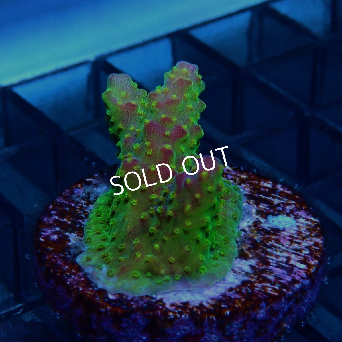 画像2: CE Acro Pink Paletta (2)