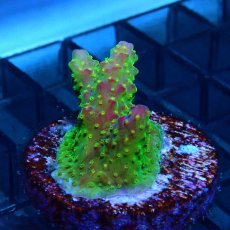 画像2: CE Acro Pink Paletta (2)