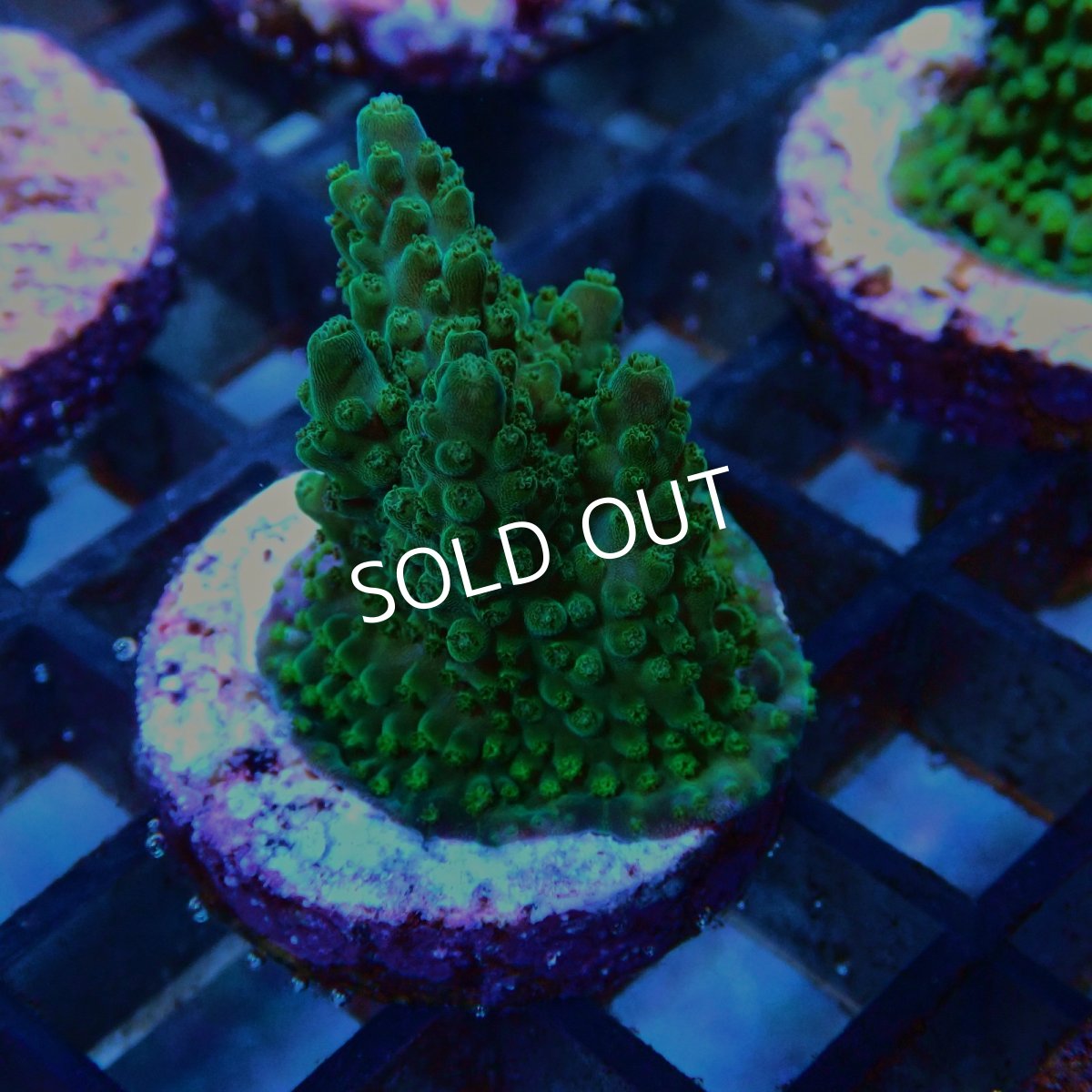 画像2: CE Acro Green Purple Meanie No.2 (2)