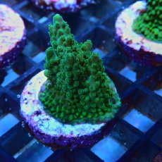 画像2: CE Acro Green Purple Meanie No.2 (2)