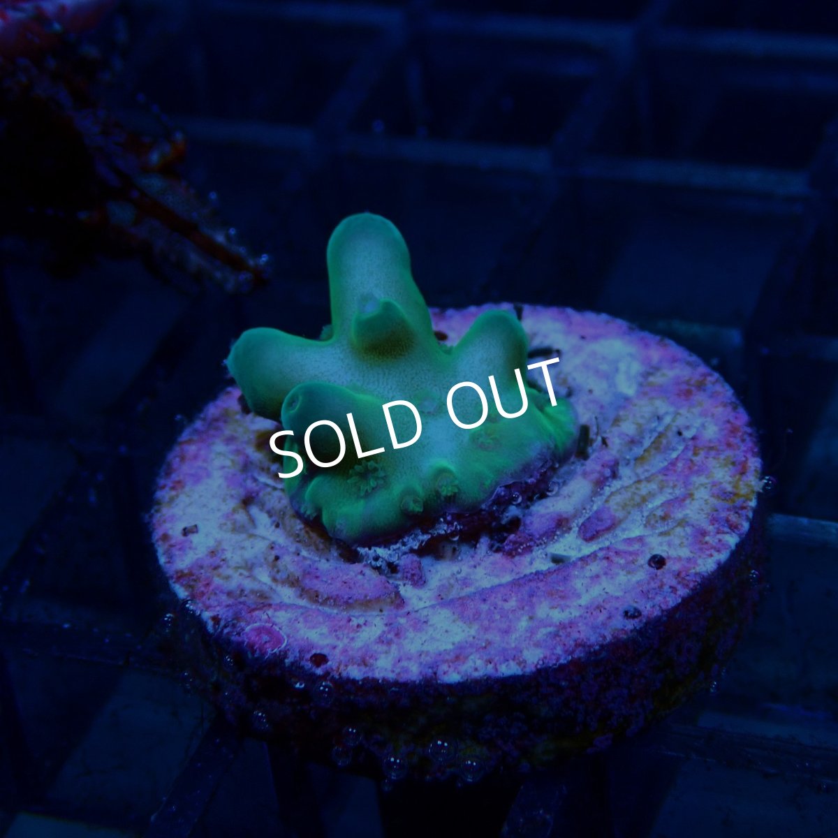 画像2: CE Acro Fakeinata No.1 (2)