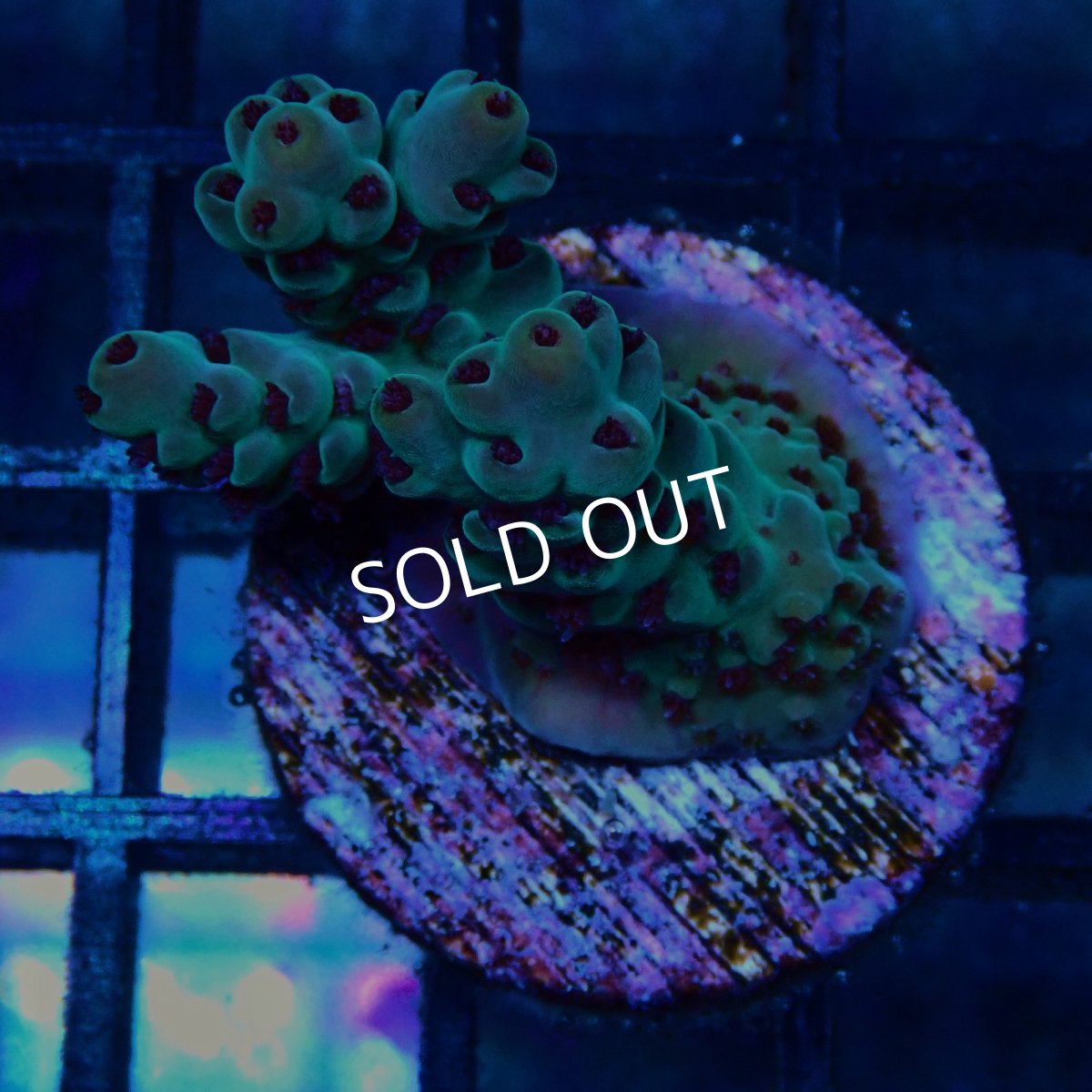 画像1: CE Acro Deep Water Blue No.2 (1)