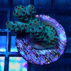 画像1: CE Acro Deep Water Blue No.2 (1)