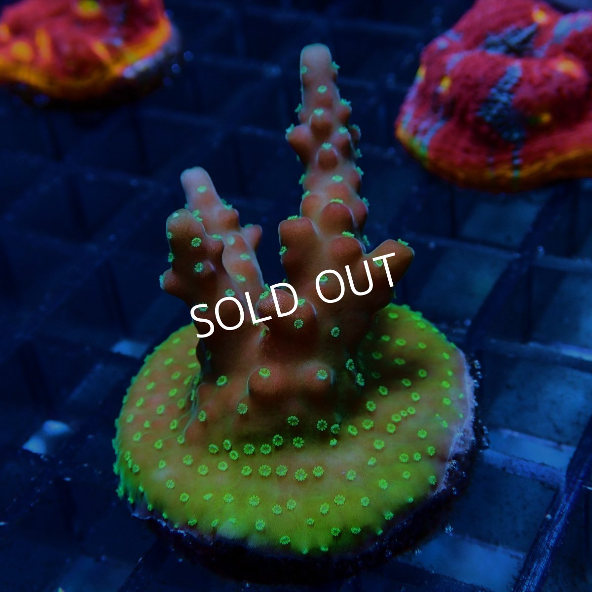 画像2: CE Acro Cherry Blossom (2)