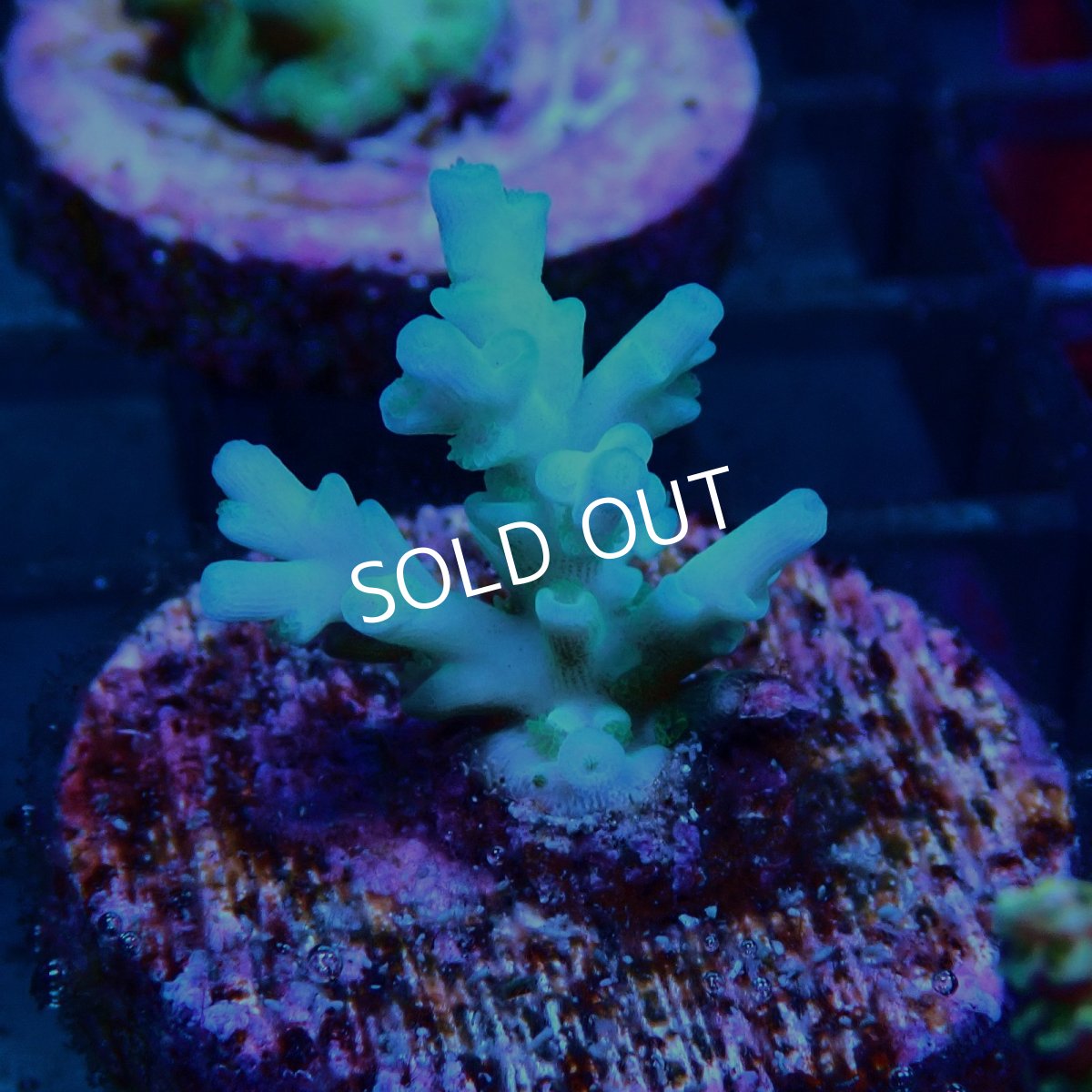 画像2: CE Acro Echinata No.2 (2)