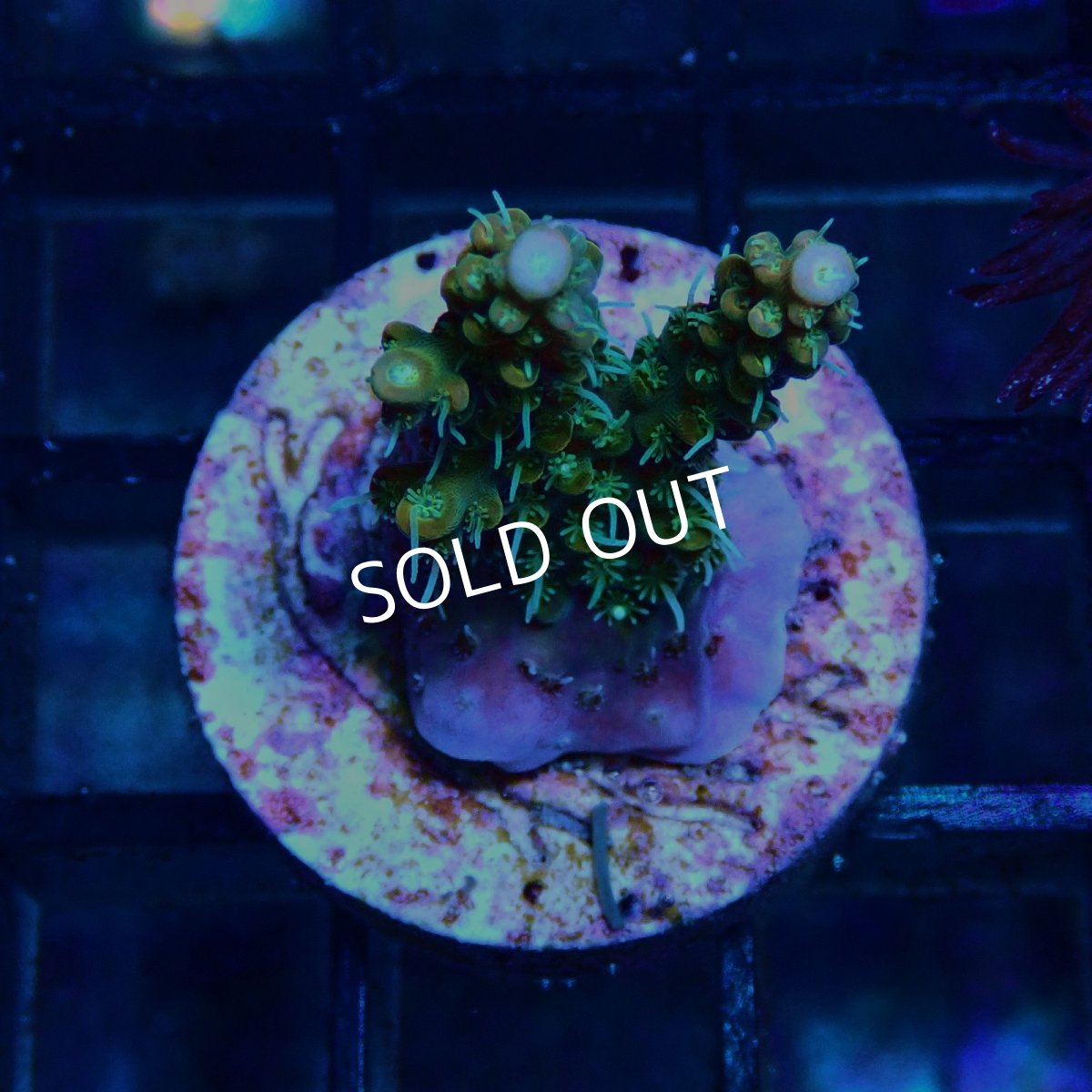 画像1: CE Acro Lemonade Orange Tip No.2 (1)