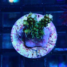 画像1: CE Acro Lemonade Orange Tip No.2 (1)