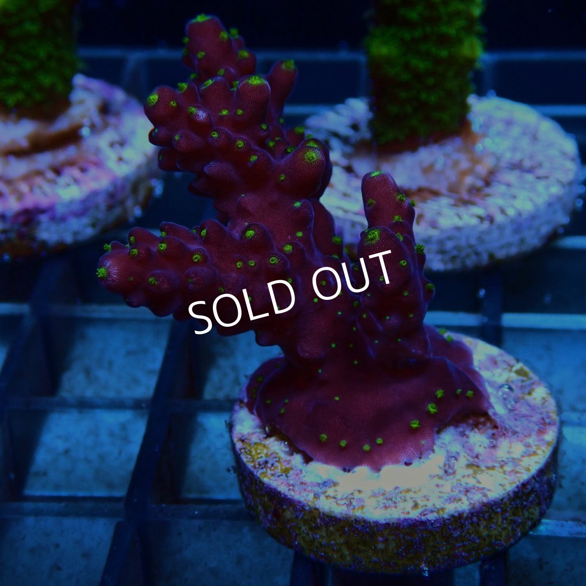 画像1: CE Acro Valida (1)