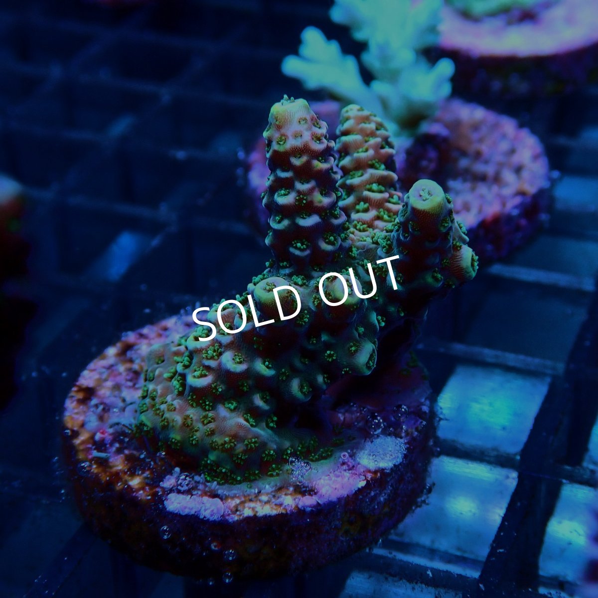 画像2: CE Acro Mille Copper/Red No.2 (2)