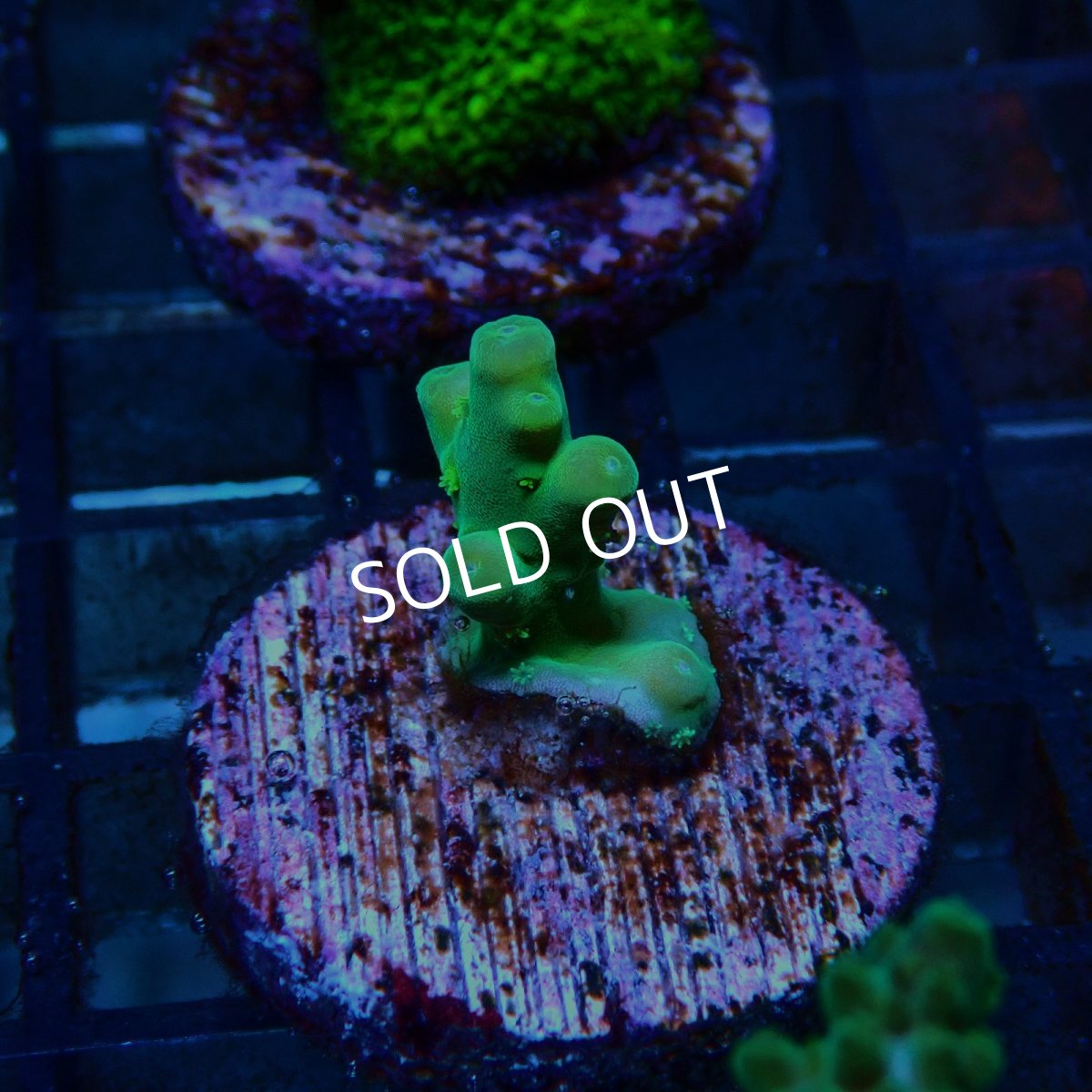 画像2: CE Acro Loripes Mint Green No.1 (2)