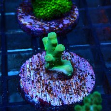 画像2: CE Acro Loripes Mint Green No.1 (2)