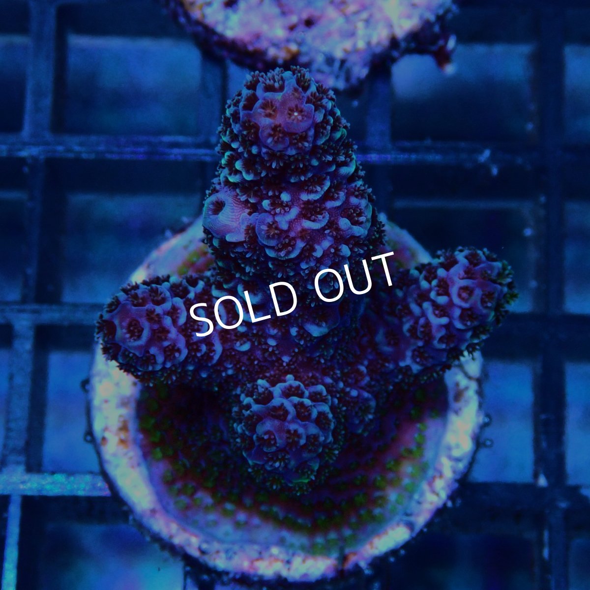 画像1: CE Acro Pink Spathulata No.1 (1)