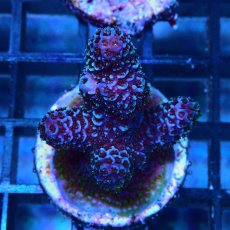 画像1: CE Acro Pink Spathulata No.1 (1)