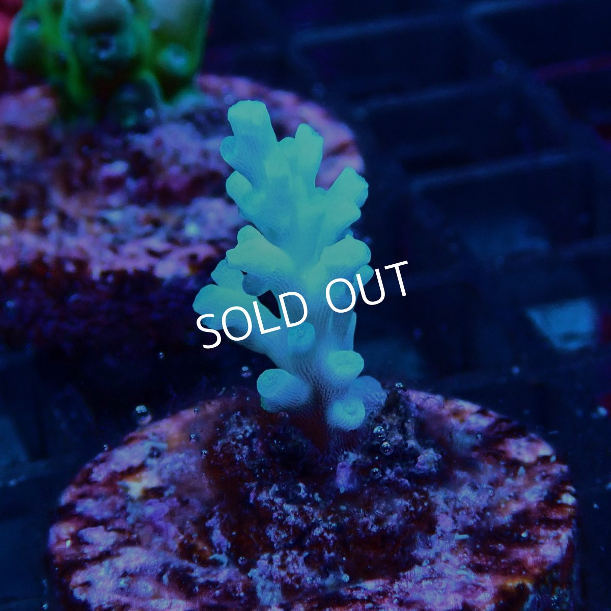 画像2: CE Acro Echinata No.1 (2)