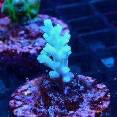 画像2: CE Acro Echinata No.1 (2)