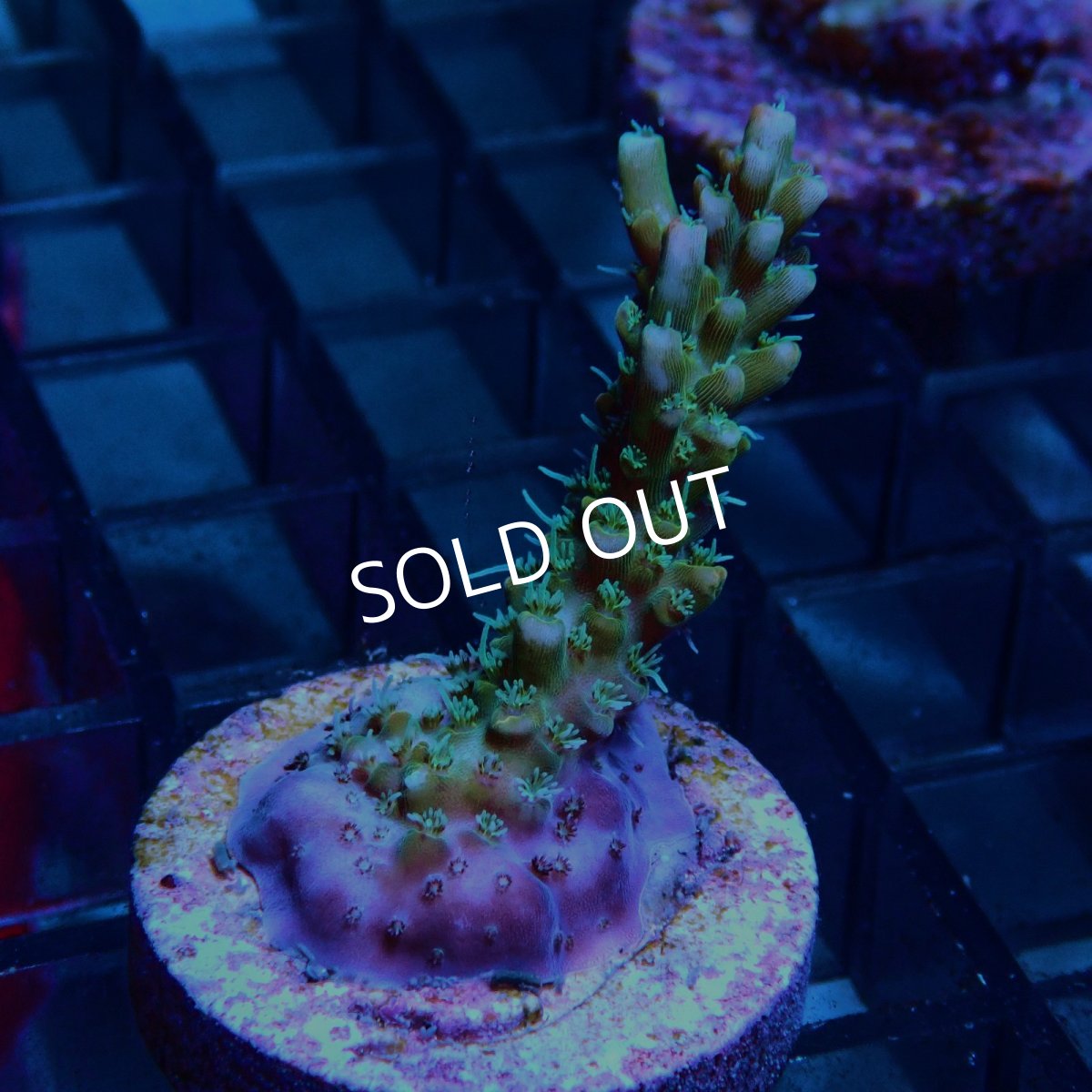 画像2: CE Acro Lemonade Orange Tip No.3 (2)