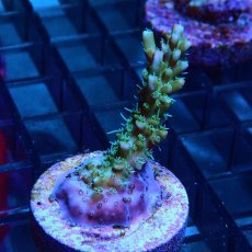 画像2: CE Acro Lemonade Orange Tip No.3 (2)