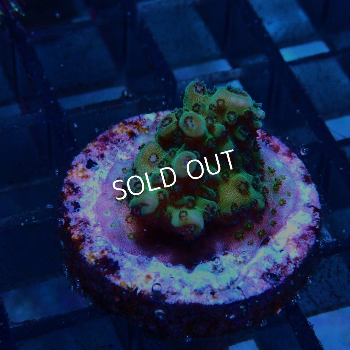 画像1: CE Acro Aurora No.2 (1)