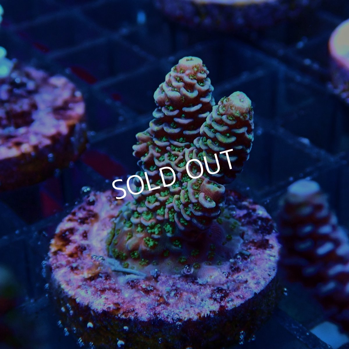 画像2: CE Acro Mille Copper/Red No.1 (2)