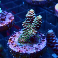 画像2: CE Acro Mille Copper/Red No.1 (2)