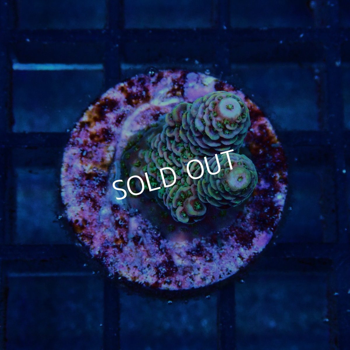 画像1: CE Acro Mille Copper/Red No.1 (1)