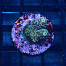 画像1: CE Acro Mille Copper/Red No.1 (1)