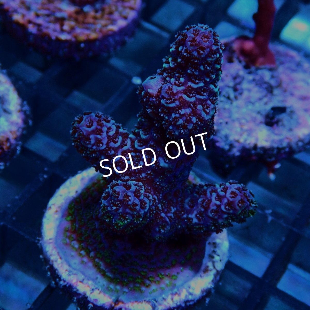 画像2: CE Acro Pink Spathulata No.1 (2)