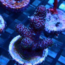画像2: CE Acro Pink Spathulata No.1 (2)