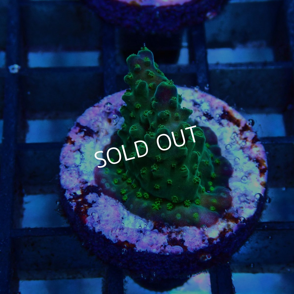 画像2: CE Acro King Piccolo No.1 (2)