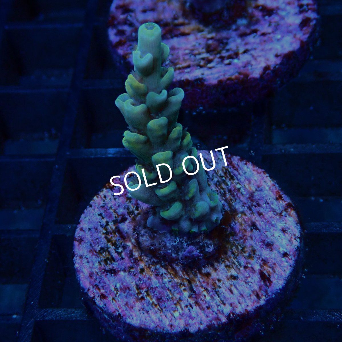 画像2: CE Acro Tenuis Yellow (2)