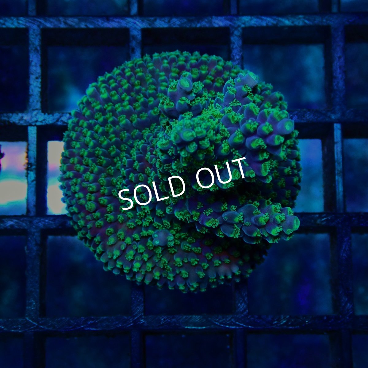 画像1: CE Acro Violet Crumble No.2 (1)