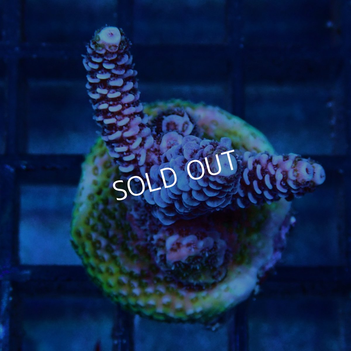 画像1: CE Acro Mille Purple No.1 (1)