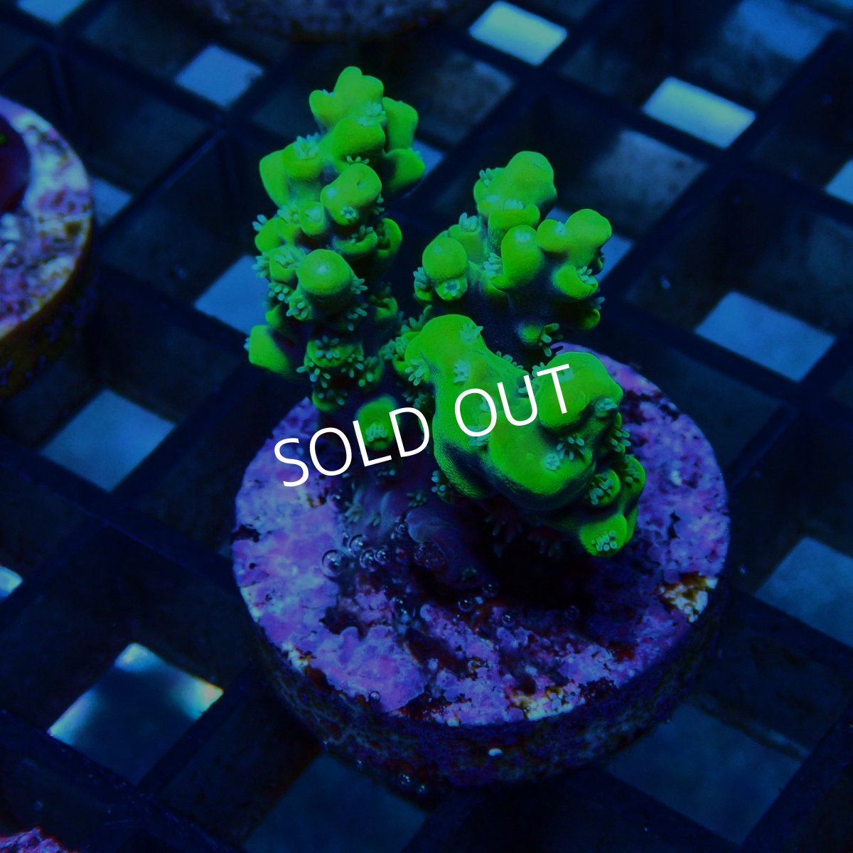 画像2: CE Acro Aculeus Crystal No.1 (2)