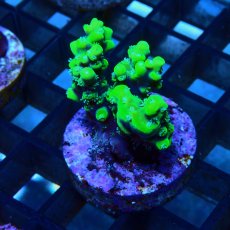 画像2: CE Acro Aculeus Crystal No.1 (2)