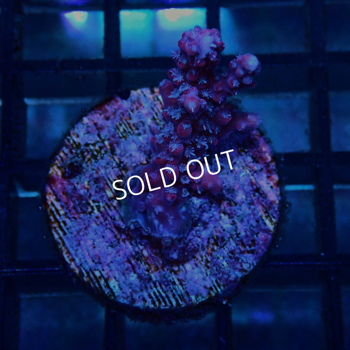 画像1: CE Acro Grandma's Chin No.1 (1)