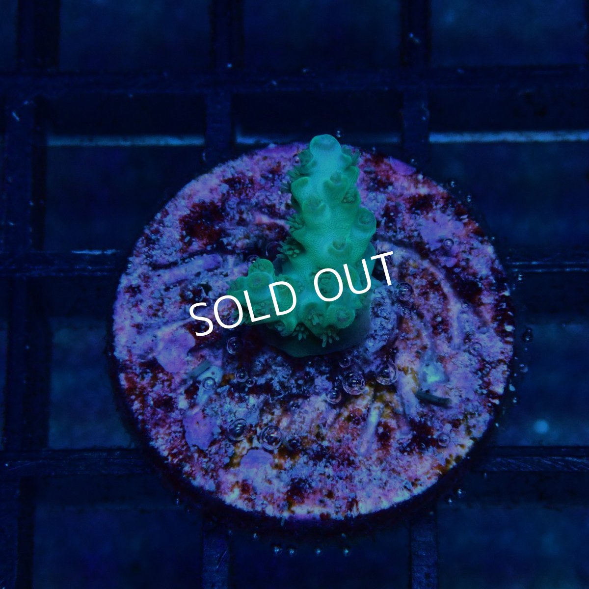 画像1: CE Acro Pearl Ghost No.1 (1)