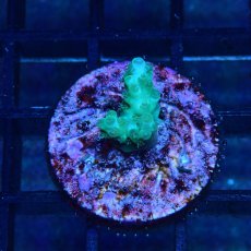 画像1: CE Acro Pearl Ghost No.1 (1)