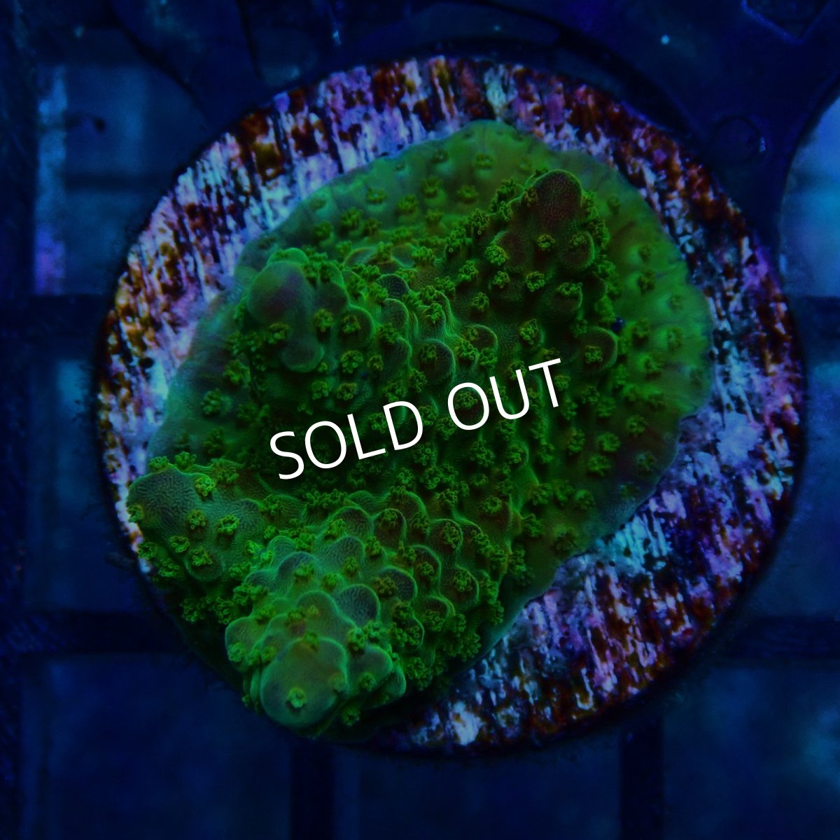 画像1: CE Acro Pink Paletta (1)